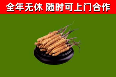 莲湖烟酒回收冬虫夏草.jpg